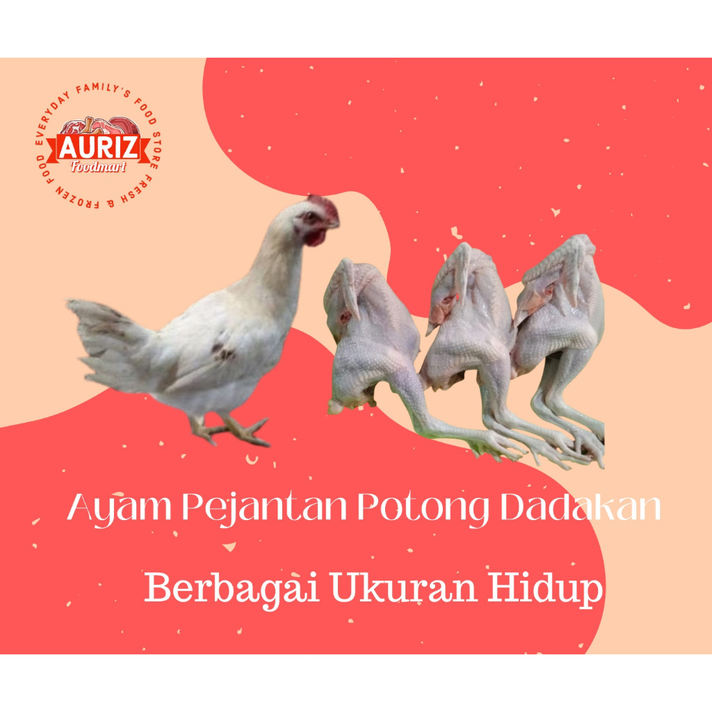 

MURAH AYAM SEGAR OMA : Ayam Pejantan Potong Dadakan (Berat Hidup) per Ekor