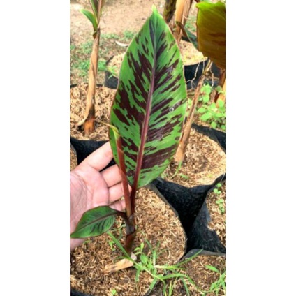 Promo Pisang hias varigata merah blood banana (Musa acuminata var. zebrina)