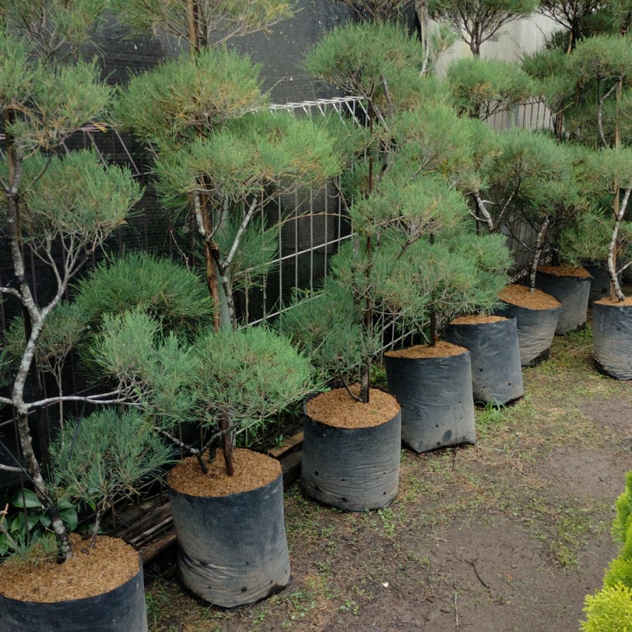 Tanaman Hias Cemara Udang 1,5 Meter  (Casuarina equisetifolia)  Bonsai  - Plantstara
