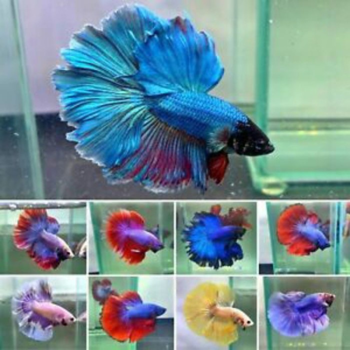 pemanis aquarium Ikan Cupang Hias Halfmoon Warna mix ekor lebar Supreme Quality