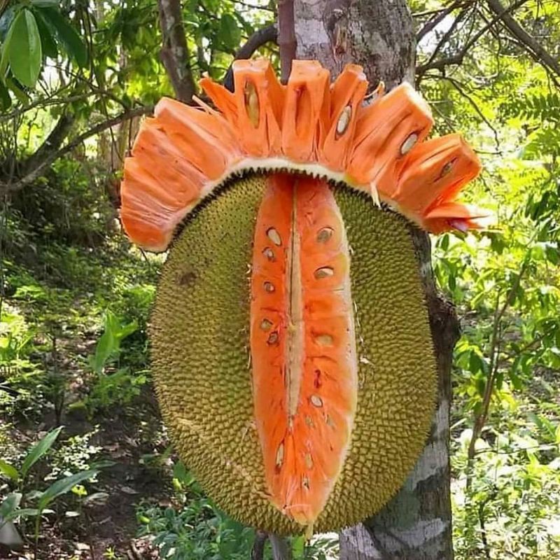 Bibit Nangka Merah Super