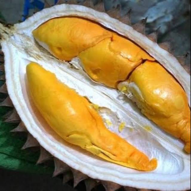 Bibit durian super tembaga