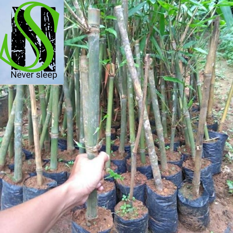 Bibit Bambu Petung Bambu Betung Jumbo Bibit Tanaman COD