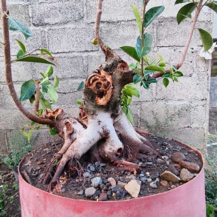 Tanaman Bonsai Loa Berkarakter UK Pot 50 cm REAL PICT Kode 0004579