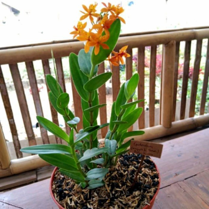 tanaman anggrek tanah epidendrum
