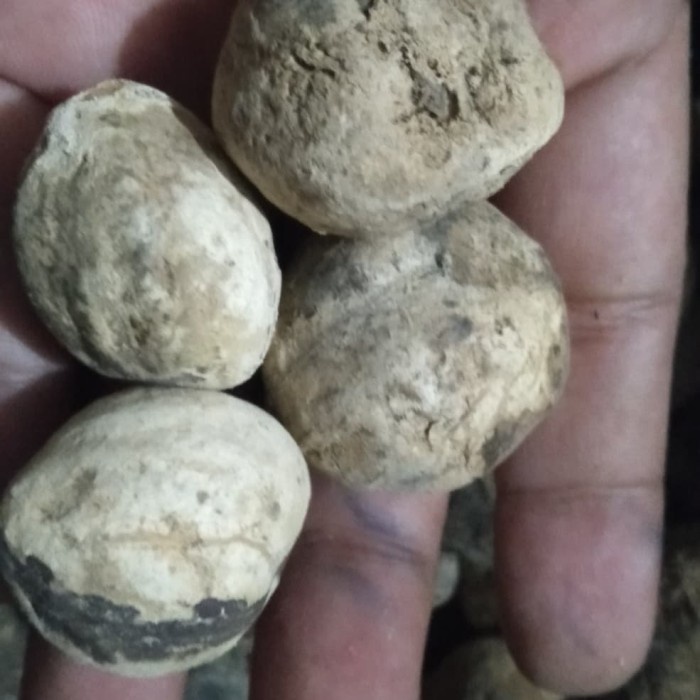 

Biji Kemiri Bibit Benih 1kg Kering Glondong