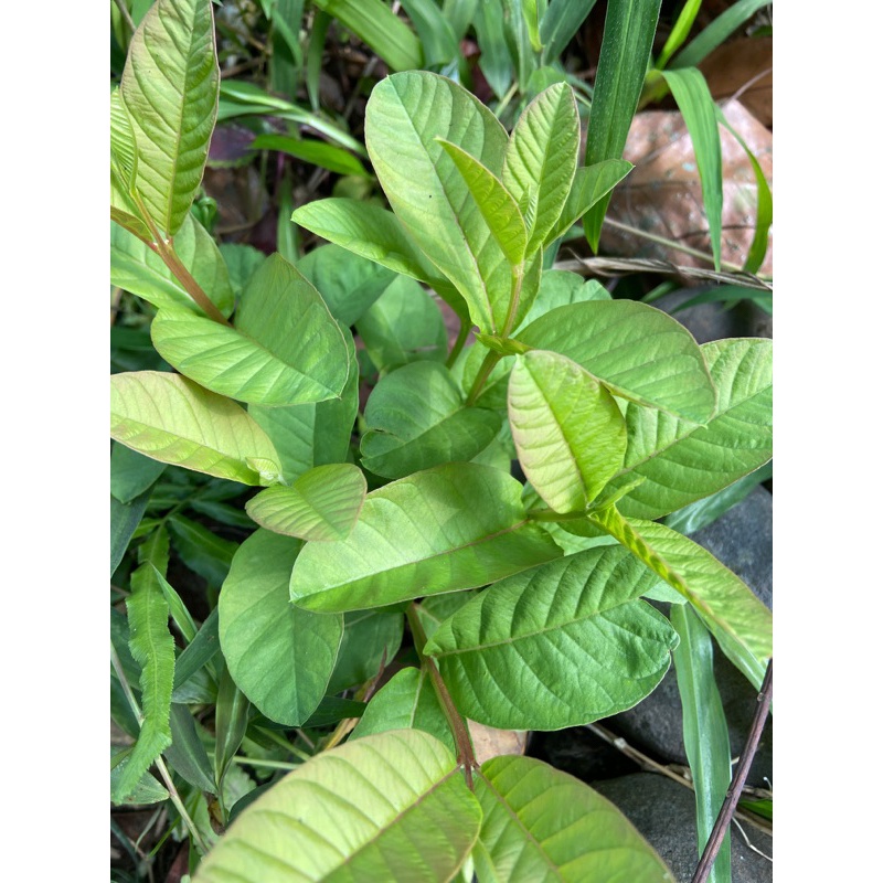 

Daun jambu biji muda/300grm khusus pucuk daun jambu biji