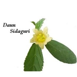 

Daun Batang Akar Sidaguri 200 Gram Segar Organik Tradisional Asam Urat