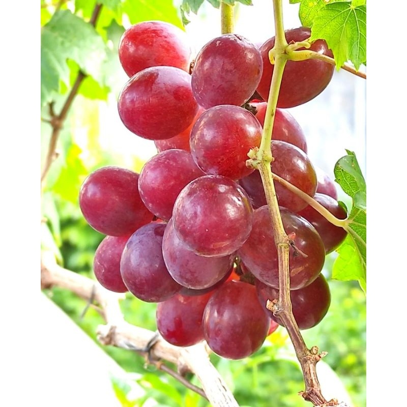 Bibit buah Anggur merah cepat berbuah / bibit buah Anggur red lokal stek