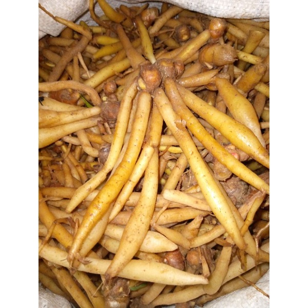 

Temukunci Segar 1kg TS