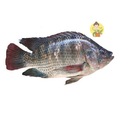 

Ikan Mujair Fresh Frozen 500 gr - Sayur Segar Instan Malang