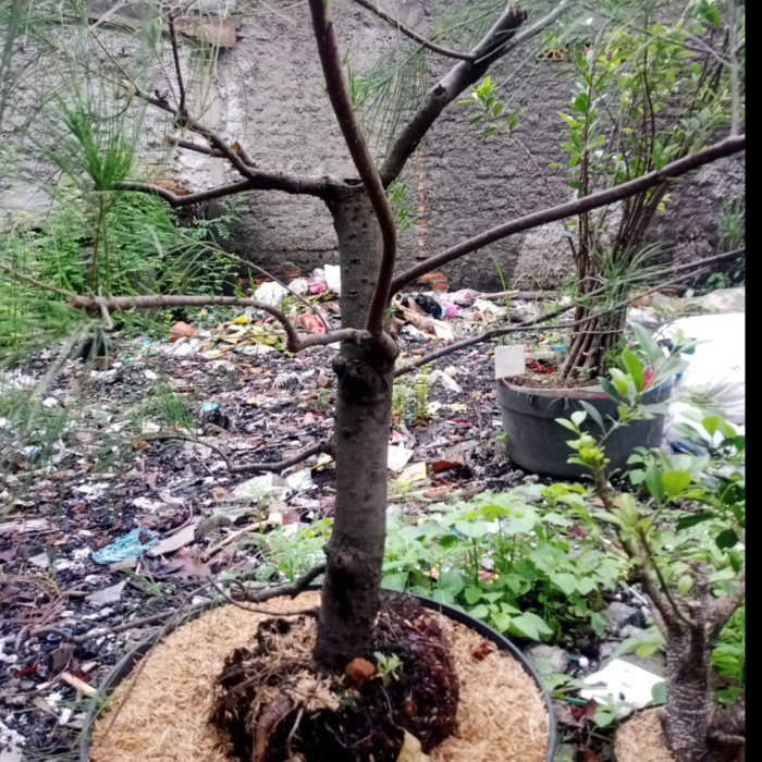 Tanaman hias Cemara Udang Cangkok ukuran Medium Besar