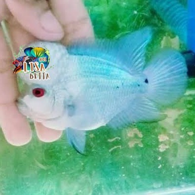 hiasan aquarium Lohan thaisilk blue louhan 7-9 cm super grade