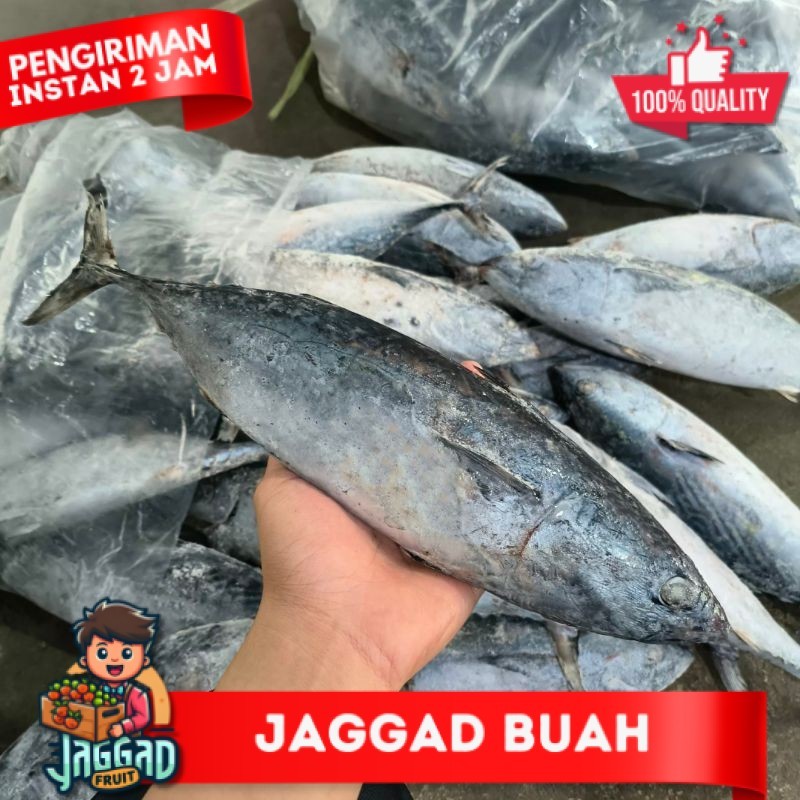 

Ikan Tongkol 1kg JAGGAD FRUIT
