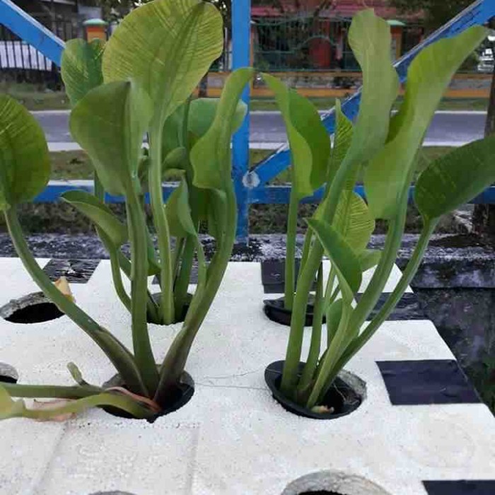 Bibit genjer gendot eceng sayur siap tanam