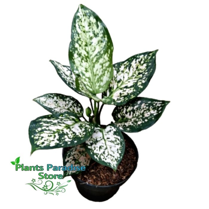 Tanaman hias Aglonema dud white - aglonema super dud white