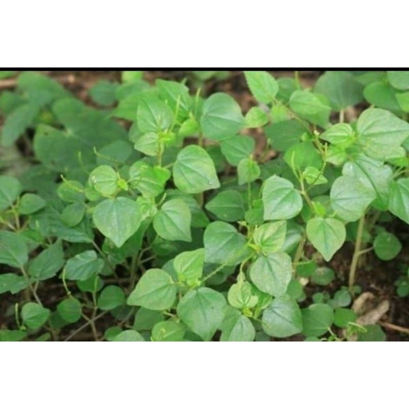 Daun suruhan segar - sirih cina Obat Asam Urat Herbal