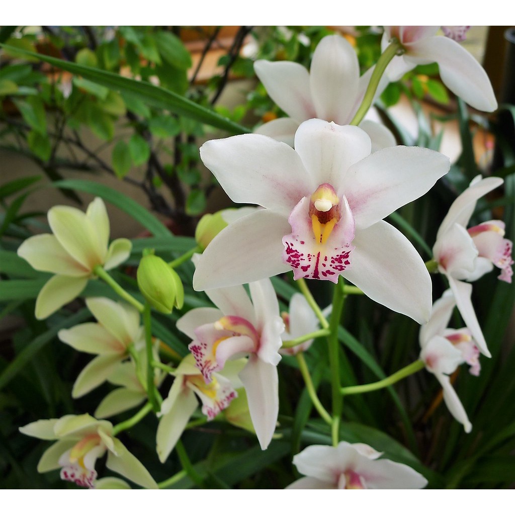 Anggrek cymbidium ( white pink )