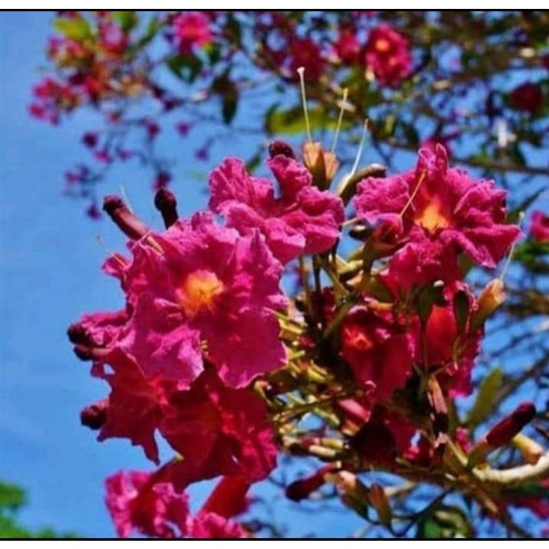 tanaman hias tabebuya merah - tabebuya bunga merah