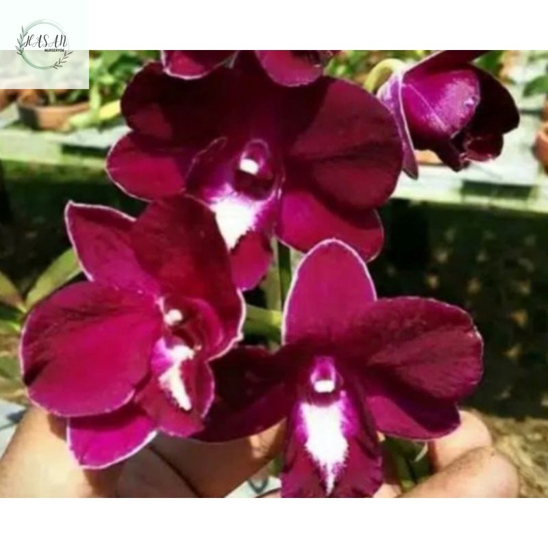 Promo  Anggrek Dendrobium Fineball Dewasa / Pohon Anggrek Dendrobium Bunga Merah