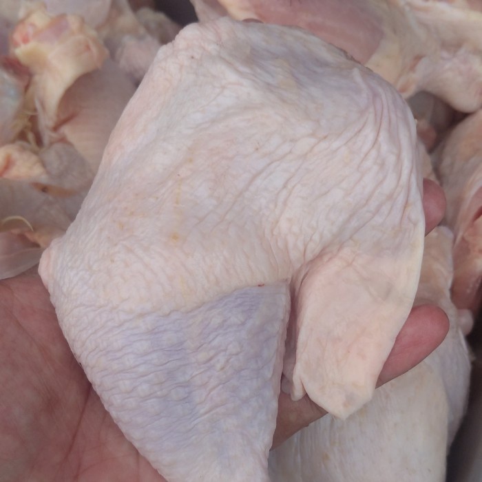

Paha Ayam U Besar Broiler