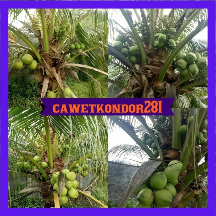 Bibit kelapa pandan wangi thailand asli import 1000%