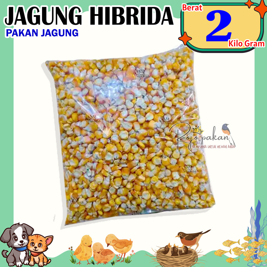 RP PAKAN JAGUNG HIBRIDA 2kg JAGUNG BURUNG DARA JAGUNG BURUNG MERPATI JAGUNG AYAM JAGUNG UNGGAS