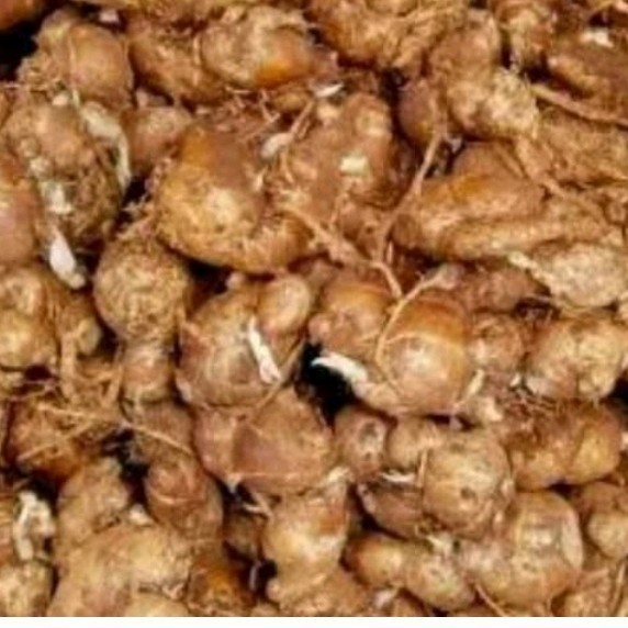 

kencur segar per 500grm COD