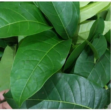 

DAUN MAHONI SEGAR 100LEMBAR TERBAIK OBAT HERBAL OBAT TRADISIONAL OBAT MURAH DI PETIK LANGSUNG SAAT ORDERAN MASUK