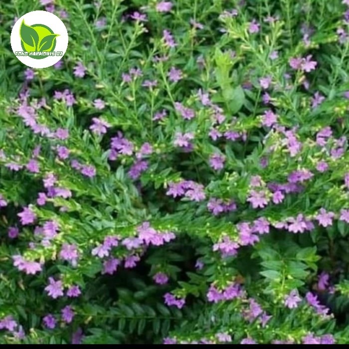 Tanaman hias taiwan bunga ungu-pohon taiwan bunga ungu