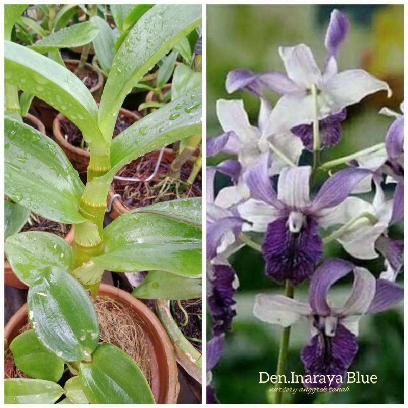 Tanaman Anggrek Dendrobium Inaraya Blue