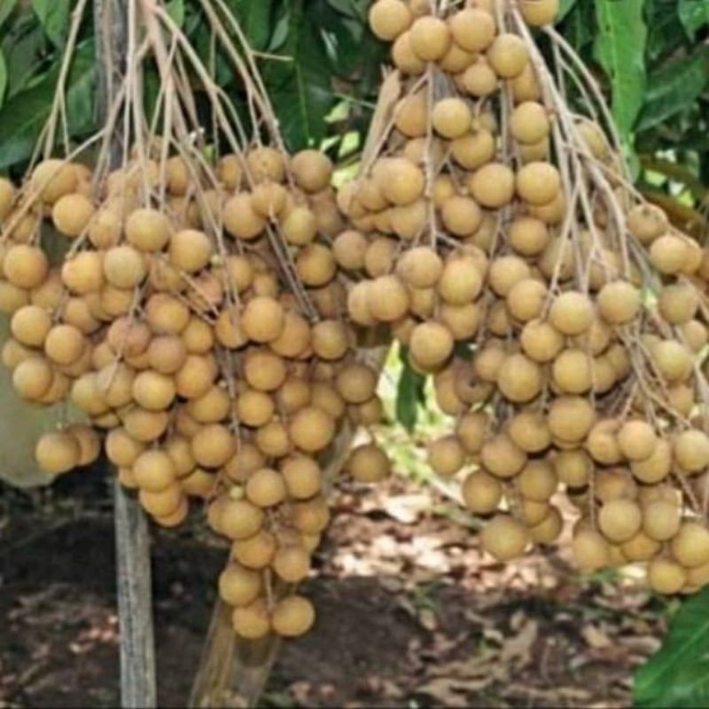 Bibit Kelengkeng new cristal /Lengkeng unggulan okulasi unggul siap berbuah dalam pot