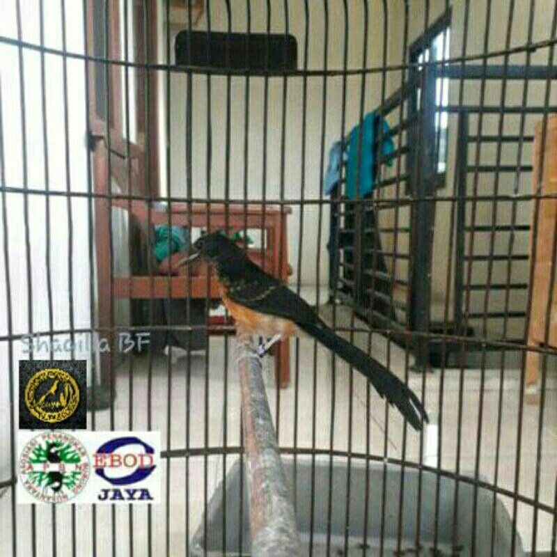 Murai Trotol Prospek Double Ring Apbn plus Sertifikat Yayasan Trah Klewer