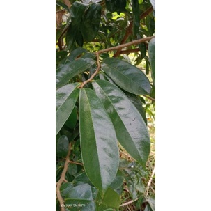 

Daun sirsak tua segar 250grm