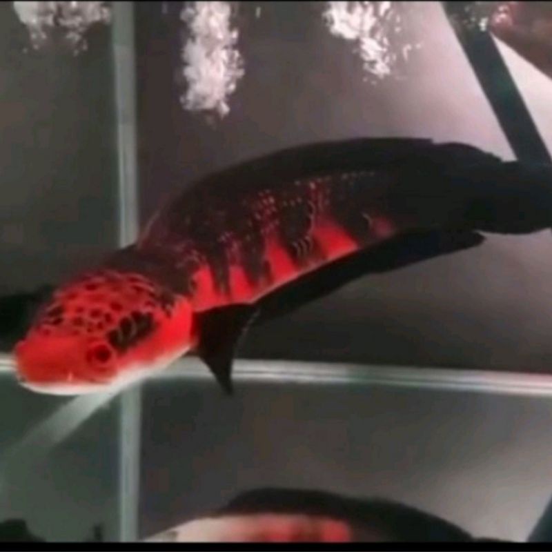 Red Barito Original Cabung 10-20 cm