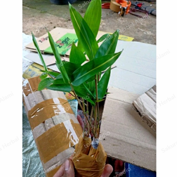 bibit tanaman bambu kuning siap tanam