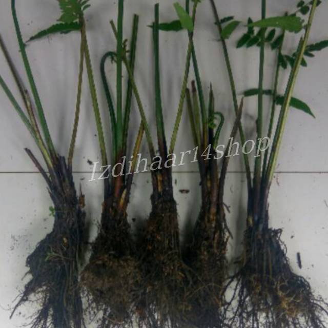 

Bibit/Benih Pakis Sayur Segar / Benih Sayuran (BISA COD)