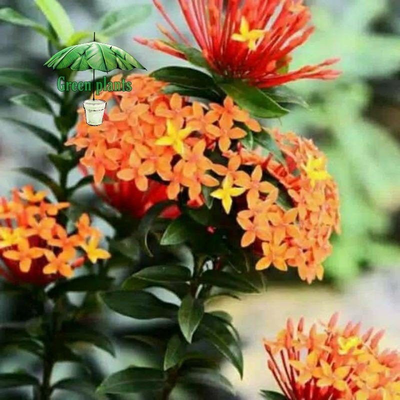 tanaman hias asoka orange - soka jepang - soka mini Tanaman Hidup-,Bunga Hidup Murah Bunga Hiasan ru