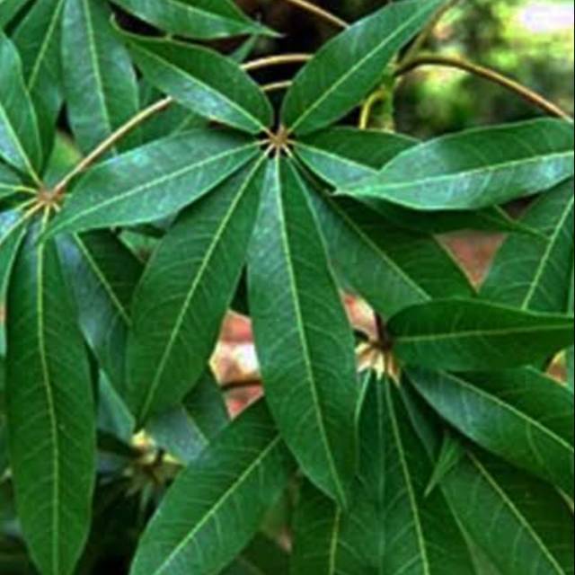 

Daun Randu segar 500grm