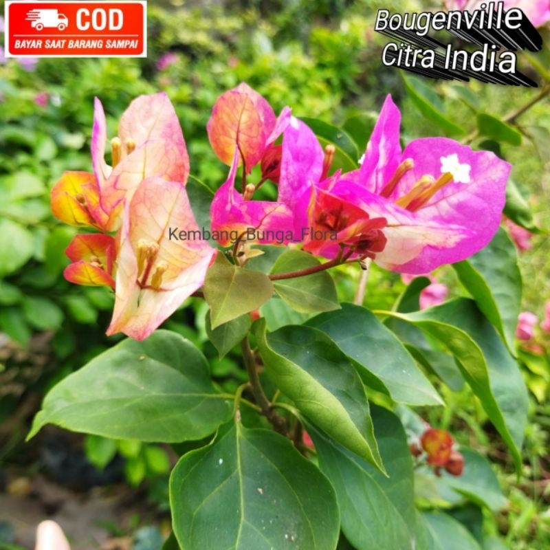 Bugenvil Citra India ORI/ Bougenville Citra India ORI/ Bugenvil ORI/ Bougenville/ Bugenvil/ Bunga Ke