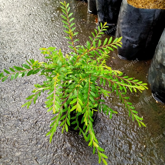 tanaman hias cendrawasih/bibit tanaman cendrawasih