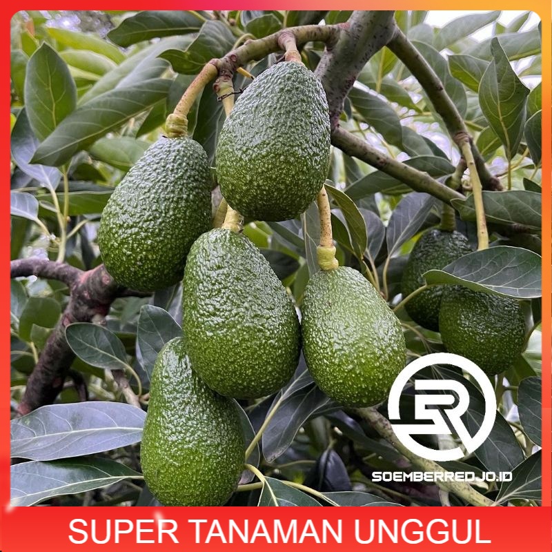 Bibit ALPUKAT HASS Australia Original Super