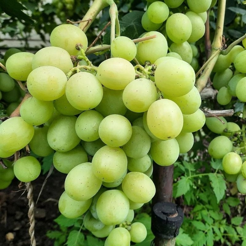 Bibit buah Anggur hijau merah cepat berbuah / bibit buah Anggur hijau isabela lokal stek