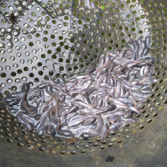 paket bibit ikan lele ukuran 3-4 cm 1000 ekor