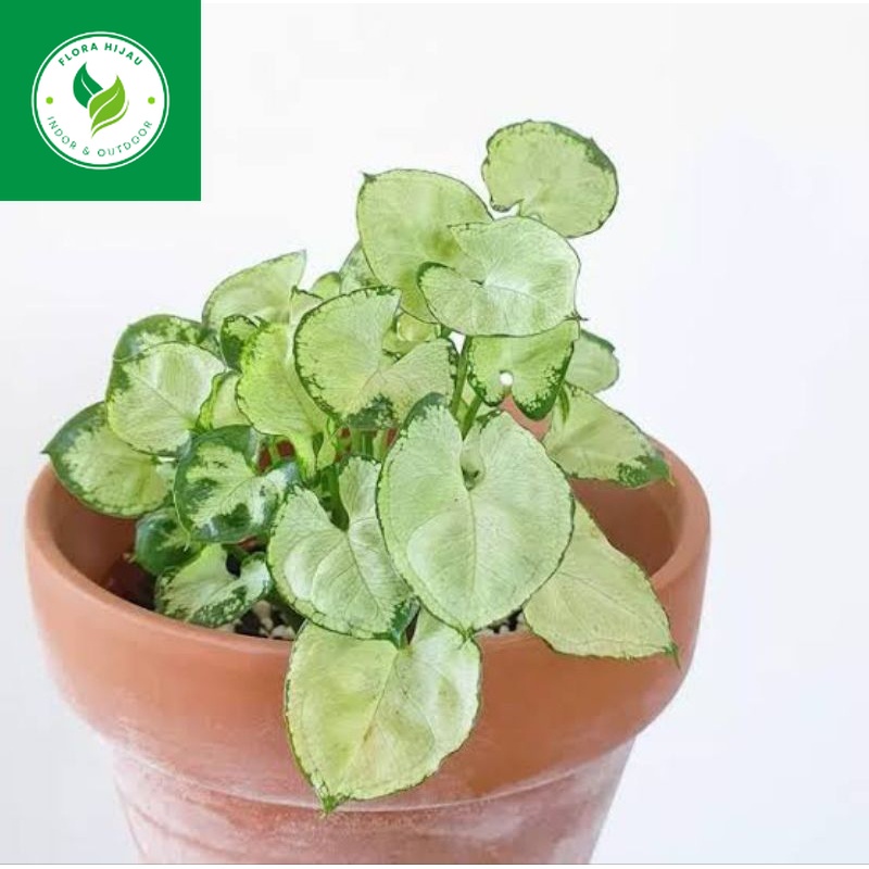 ~ ( BISA COD ) Tanaman Hias Syngonium Liliput Mini Bunga Hias Singonium Mini Liliput / Tanaman Hidup