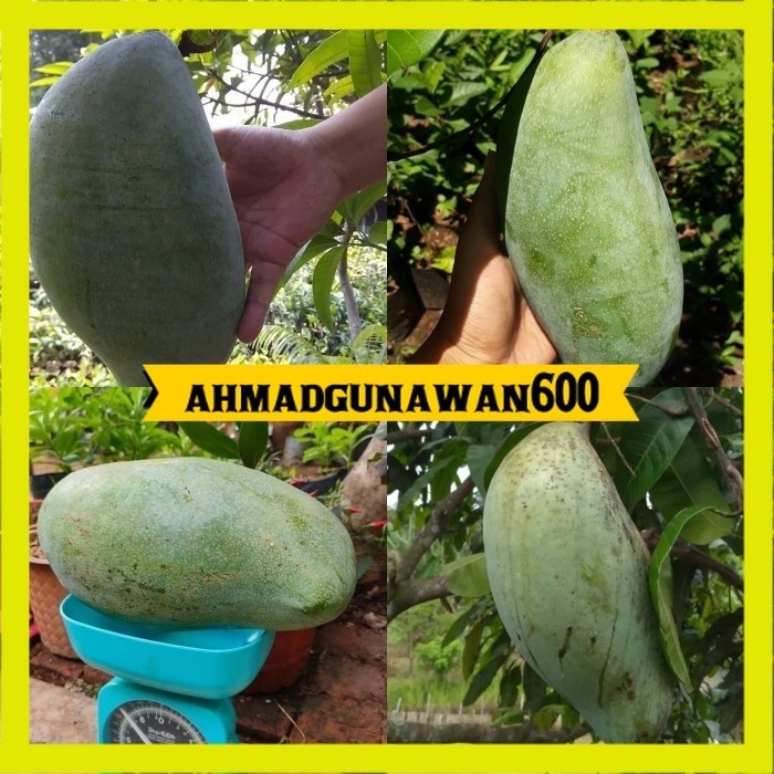 Bibit Mangga Mahatir