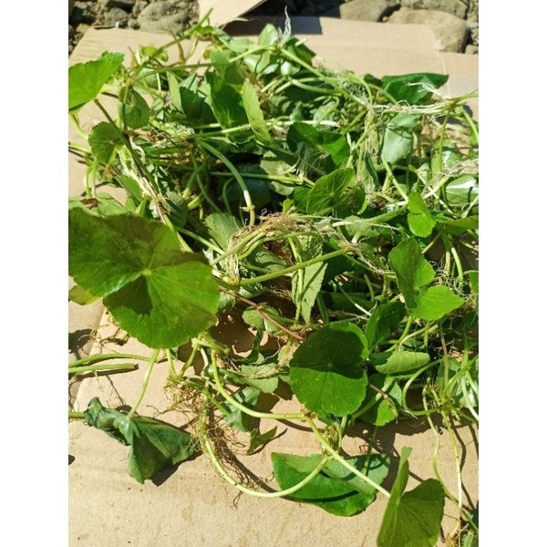 

Daun pegagan/Antanan fress 500gr