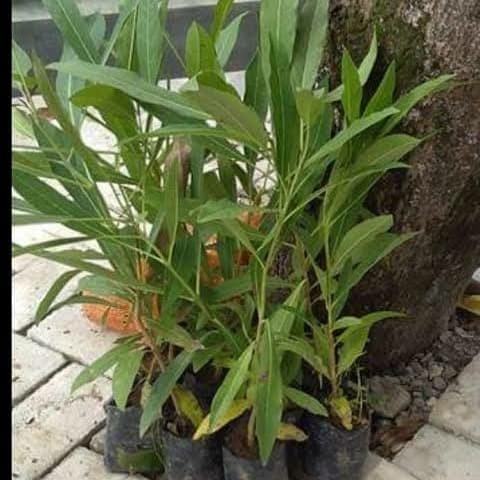 Murah Bibit Pohon Tabebuya - Bunga Tabe Buya - Tanaman Hias Bunga Tabebuia