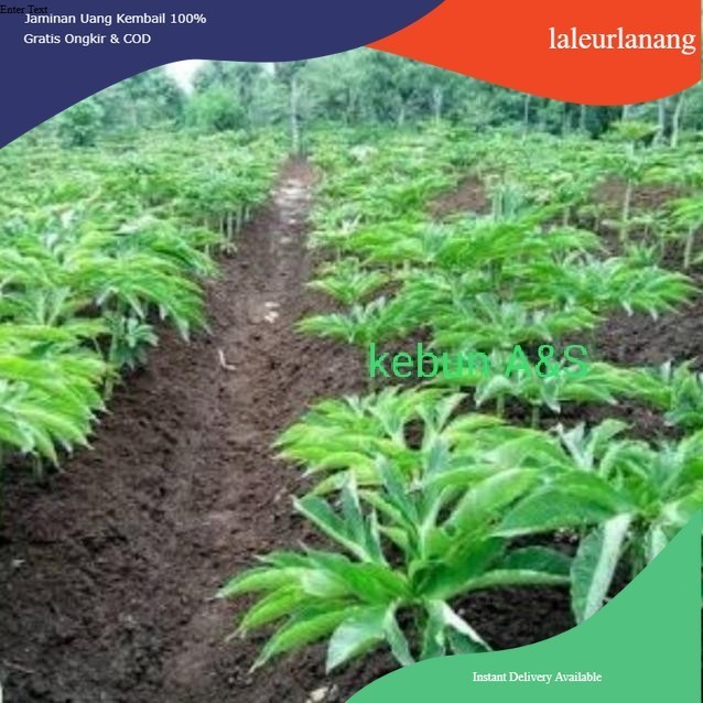 PORANG, umbi porang bibit porang segar herbal @ahmadanggrek