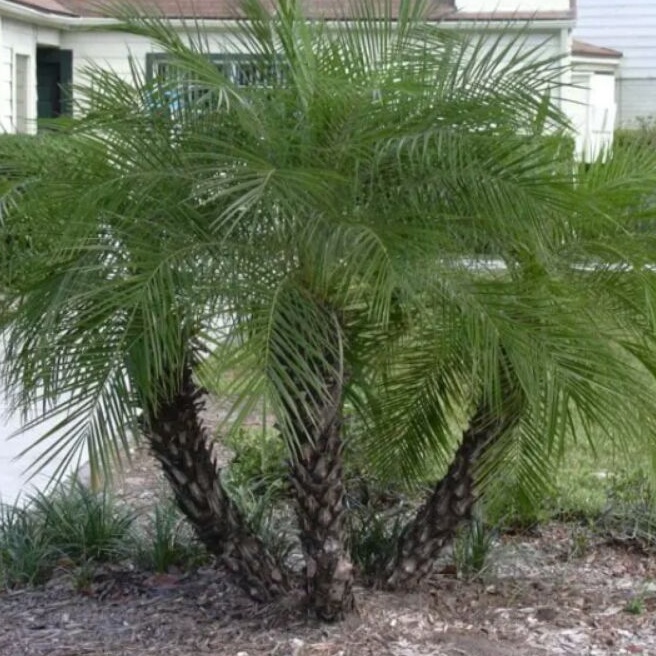 Tanaman Hias Hidup Palem PHOENIX/Palem Ponik